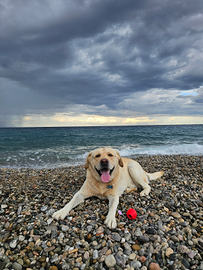 Labrador maschio per monta