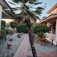 Palma San Pietro o Palma Nana