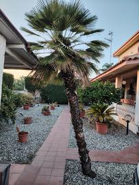 Palma San Pietro o Palma Nana