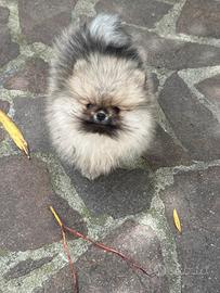 Mini cuccioli Spitz pomerania