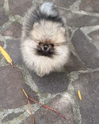 Mini cuccioli Spitz pomerania
