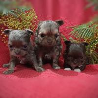 Chihuahua