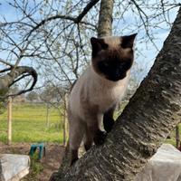 Gatti pelo lungo e corto di varie colorazioni