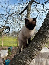 Gatti pelo lungo e corto di varie colorazioni