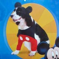 costume per cane Disney Topolino