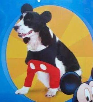 costume per cane Disney Topolino