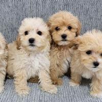 Cuccioli maltipoo M e F