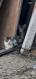 Adozione: Minú e i suoi cuccioli