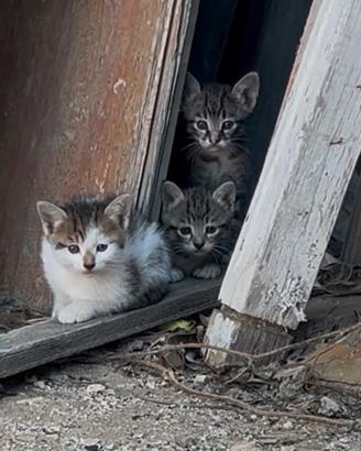 Adozione: Minú e i suoi cuccioli