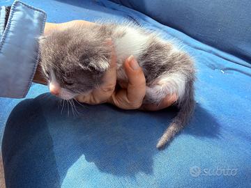 Gattini piccoli