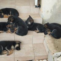 Cuccioli di pastore tedesco di 50 giorni di vita