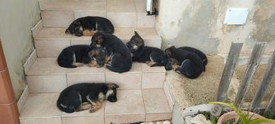 Cuccioli di pastore tedesco di 50 giorni di vita