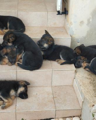 Cuccioli di pastore tedesco di 50 giorni di vita