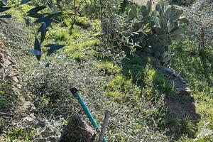 Terreno con ulivi
