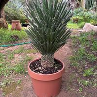 YUCCA FILIFERA