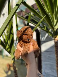 Barboncino red toy