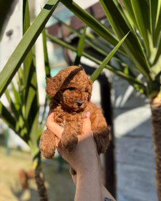 Barboncino red toy