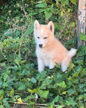 Cucciolo Husky Siberian