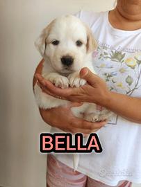 Bella, cucciola da sogno taglia media