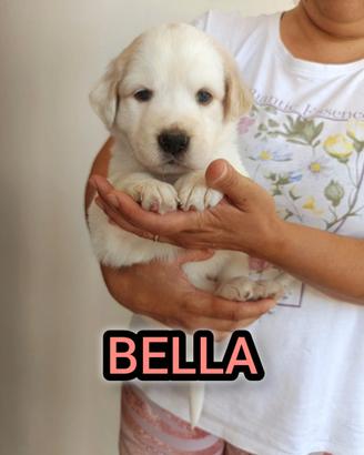 Bella, cucciola da sogno taglia media