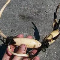 🌸 FIORI DI LOTO (NELUMBO) – RIZOMI DI QUALITÀ 🌸