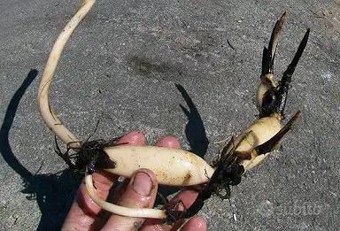 🌸 FIORI DI LOTO (NELUMBO) – RIZOMI DI QUALITÀ 🌸