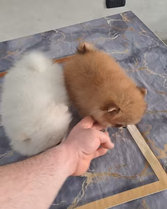 Cuccioli di spitz pomerania taglia mini toy