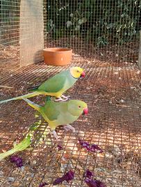 Coppia riproduttiva verde clertail