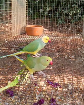 Coppia riproduttiva verde clertail