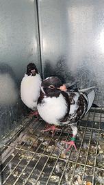 Colombi razza spagnola Colombi moroncelo