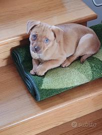 Cucciolo 4 mesi futura taglia media