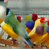 Diamanti di Gould