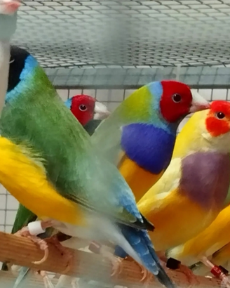 Diamanti di Gould