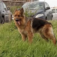Animali