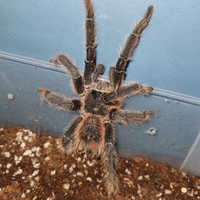 Lasiodora parahybana