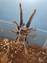 Lasiodora parahybana