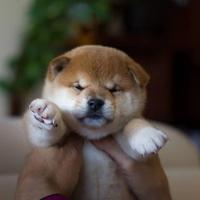 Super cuccioli di shiba Inu con pedigree Enci