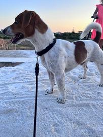 Jack russell