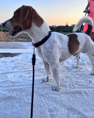 Jack russell