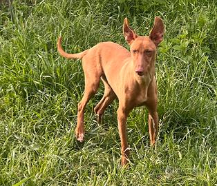 Cucciolone Cirneco con PEDEGREE IN AFFIDO