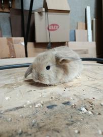 Coniglio ariete nano