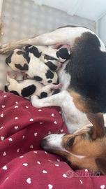 Jack Russel