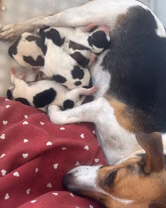Jack Russel