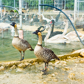 Coppia adulta Oche delle HAWAI