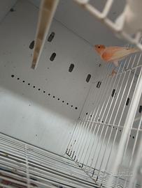 Canarini maschi vari colori