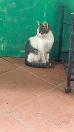 Gattina