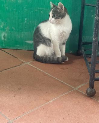 Gattina