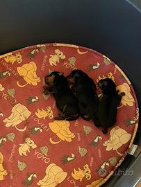 Zwergpinscher con pedigree Enci