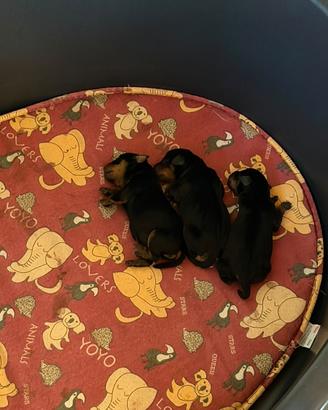 Zwergpinscher con pedigree Enci