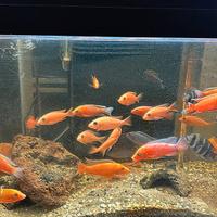 Ciclidi Africani Aulonocara fire fish